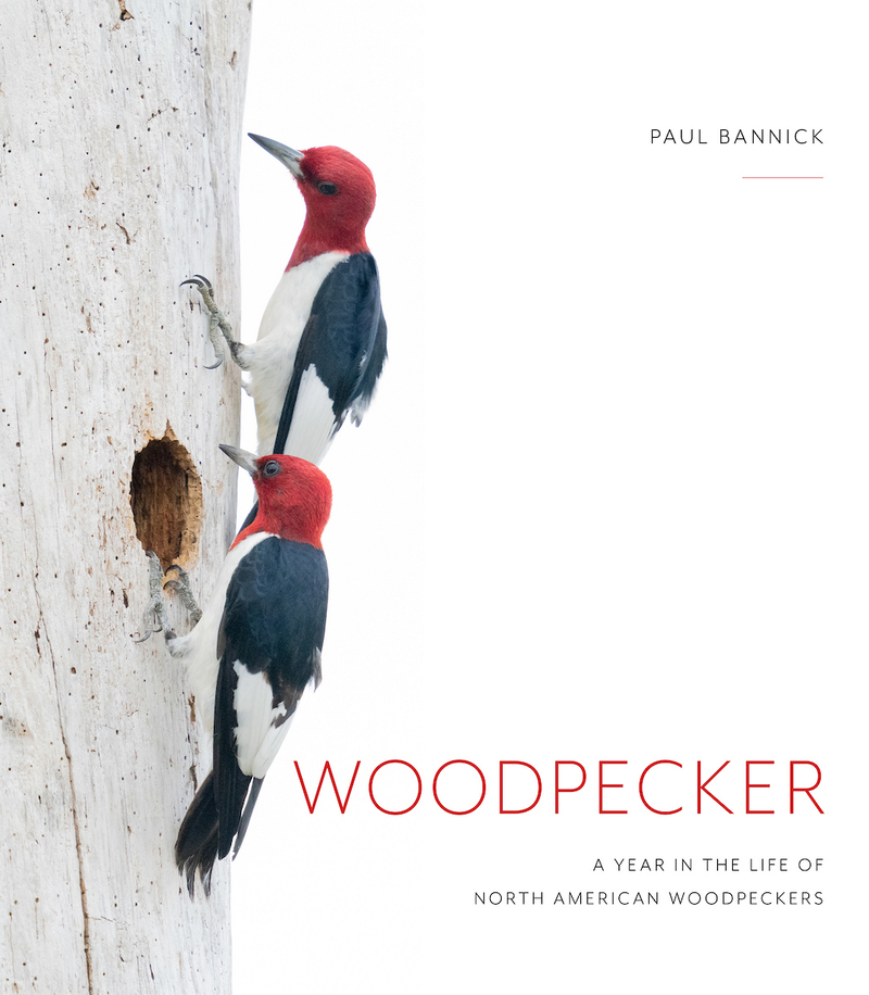 Drumbeat of the forest: Woodpeckers alter habitat for the benefit of many critters