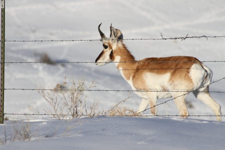 Outcry causes Wyoming to back off plan to curb ‘landowner tag’ advantages