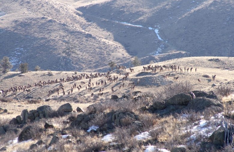 Outcry causes Wyoming to back off plan to curb ‘landowner tag’ advantages