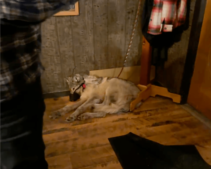Cody Roberts case proceeds as judge rules wolf’s treatment not covered by predator exemption
