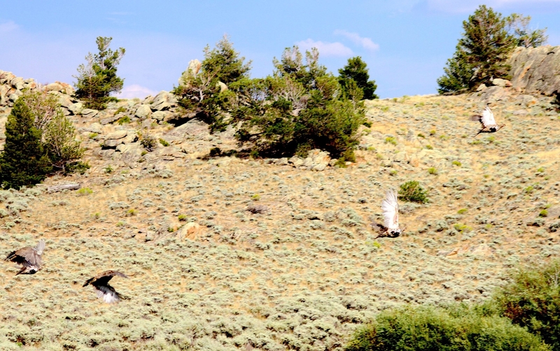 Can BLM ignore land-use plans and lease off-limits ‘Golden Triangle ...