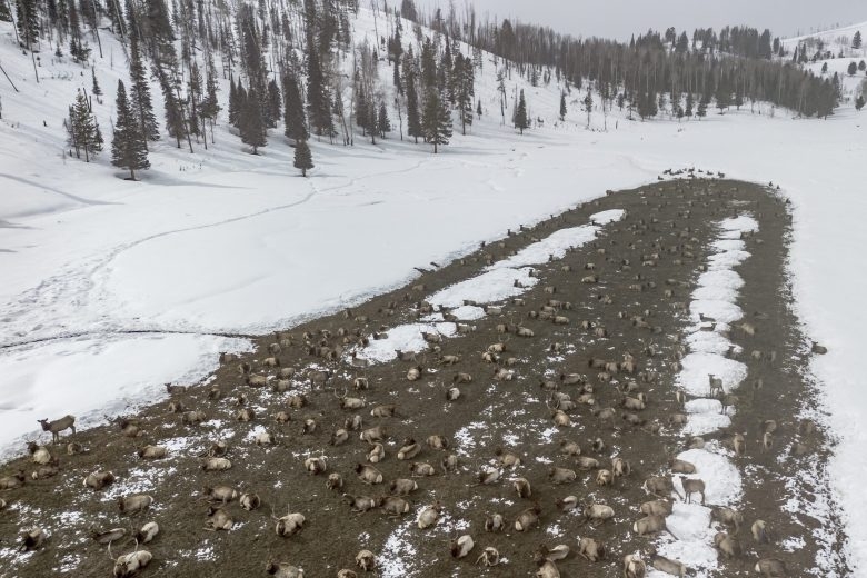 Summer elk deaths stoke CWD worries at onset of ‘important’ winter for western Wyoming herds