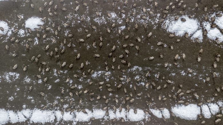 Feds OK 3 more years of Wyoming elk feeding in Hoback Basin where CWD ‘epidemic’ hit