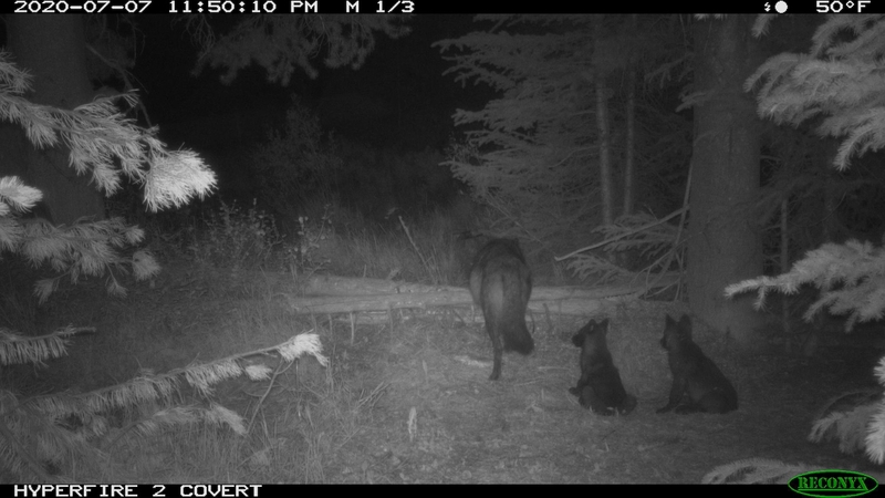 Yellowstone-area wolves observed moving pups to follow elk — upending scientific assumptions