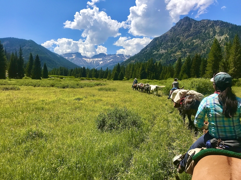 Yellowstone-area wolves observed moving pups to follow elk — upending scientific assumptions