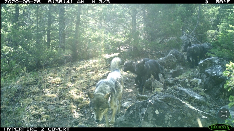 Yellowstone-area wolves observed moving pups to follow elk — upending scientific assumptions