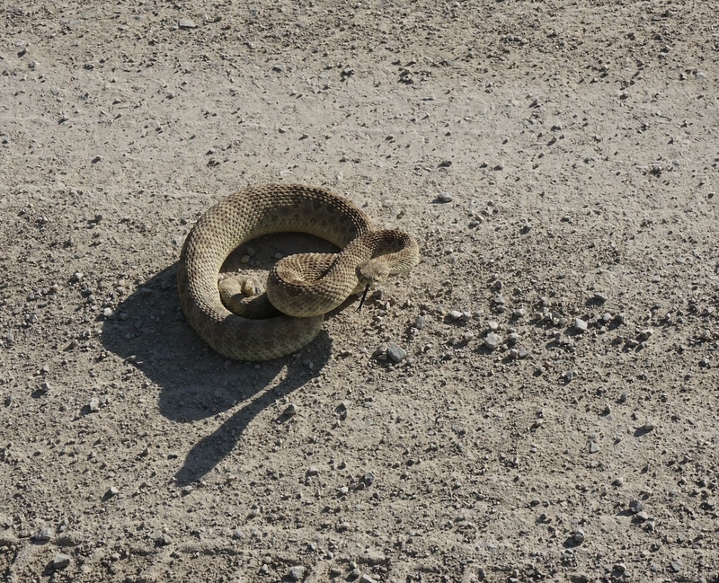 Wyoming rattler road trip