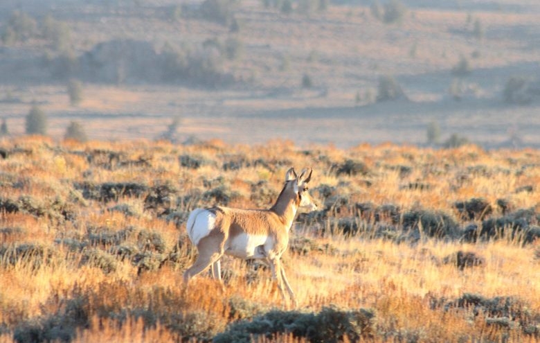 BLM deletes contested, off-limits ‘Golden Triangle’ parcels from ...
