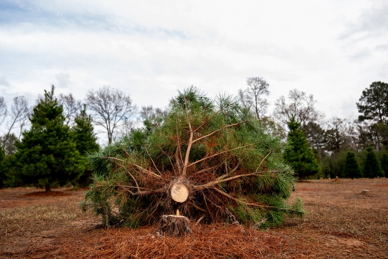 Last Christmas: An East Texas Christmas tree farm closes after 40 years, despite booming sales