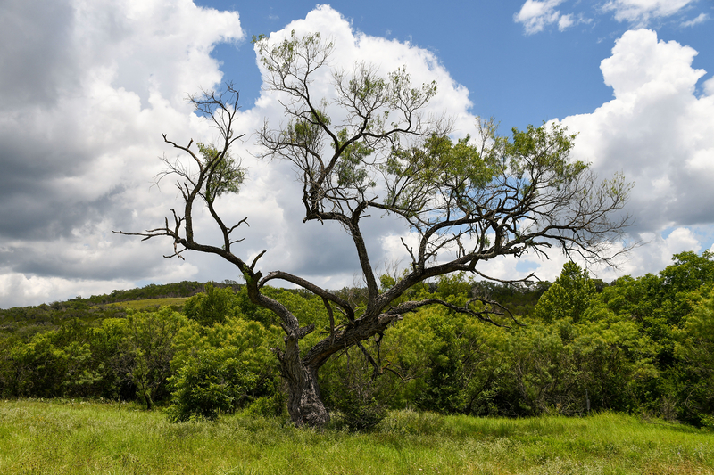 Balcones Canyonlands wildlife refuge, home to endangered songbird, adds more than 600 acres