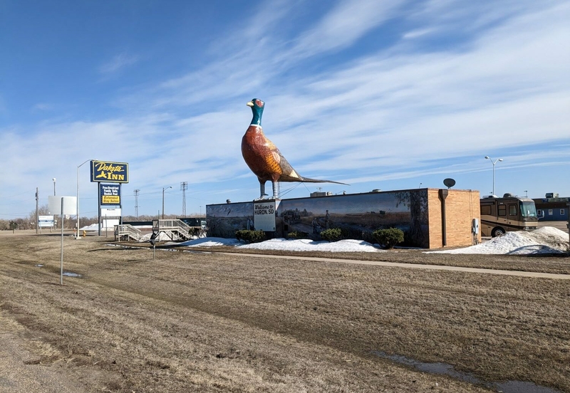 The "World's Largest Pheasant" greets visitors to Huron. (John Hult/South Dakota Searchlight)