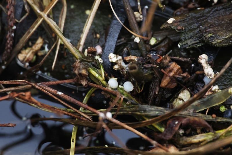 plastic pellets