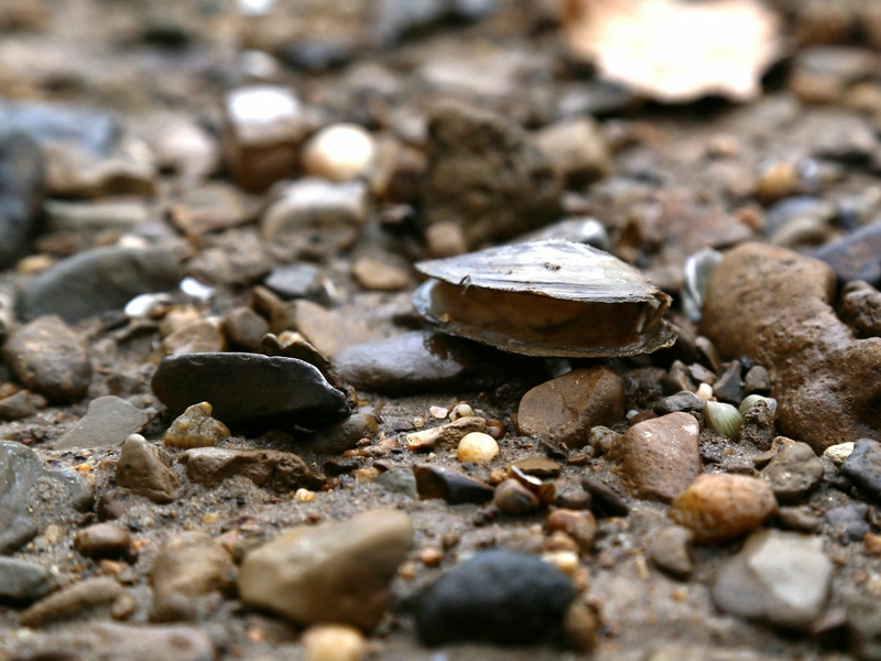 A few streams are freed from low head dams but many more remain in Kentucky