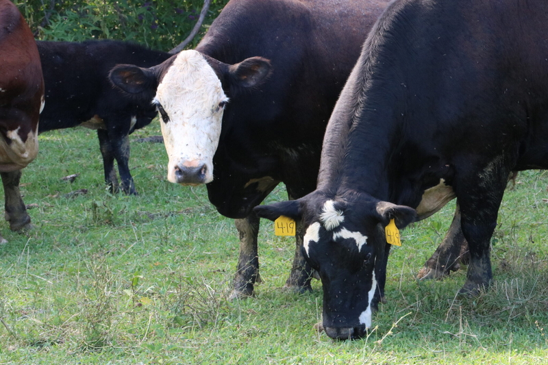 Cows munch on grass.