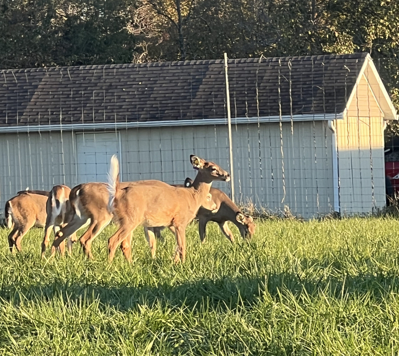 Deer graze grass behind a fence.