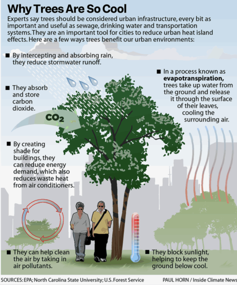 Helping trees — and Louisville — outrace climate change | News From The ...