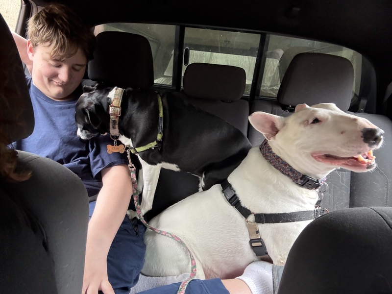 A Frankfort boy’s seven-year quest to make rescue animals Kentucky’s official pet