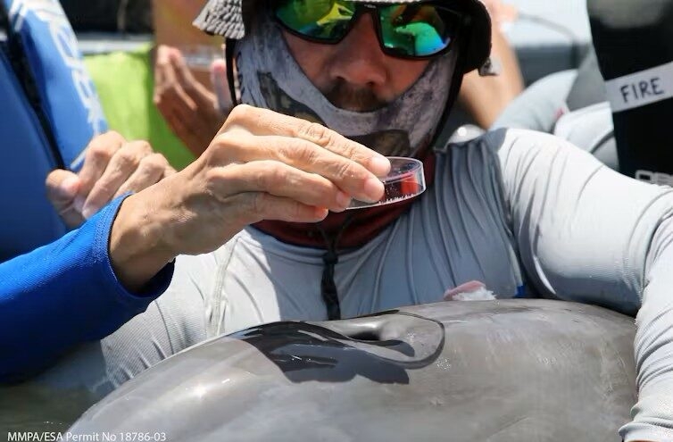 Microplastic pollution is everywhere, even in the exhaled breath of dolphins