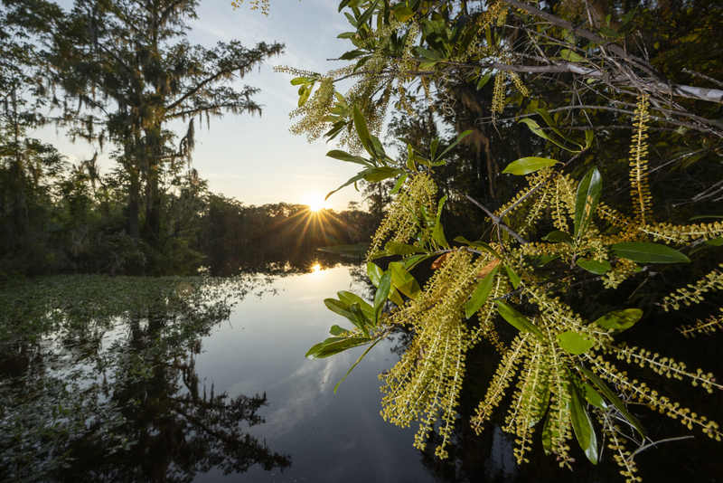 Largest conservation easement project in SC history underway with $50M grant