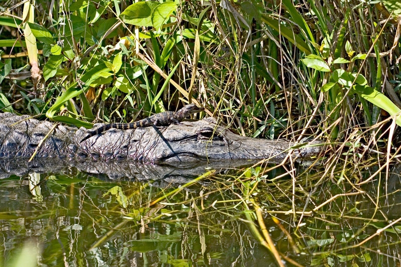National parks are key conservation areas for wildlife and natural&nbsp;resources