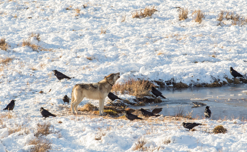 One wolf has head up howling while standing near open water and snow with ravens around it.