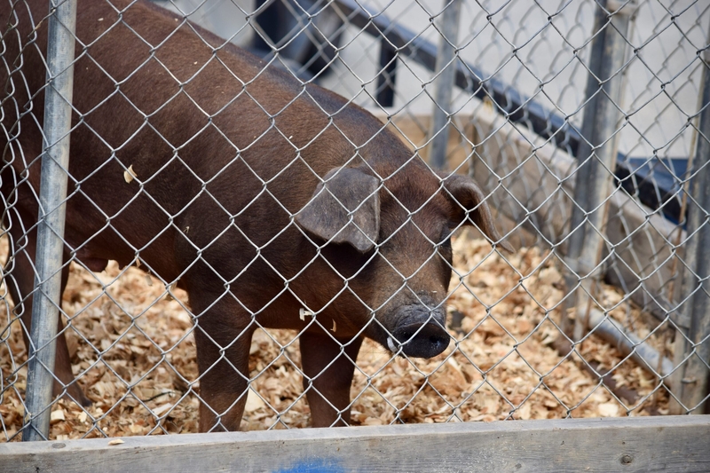 22 years later, Mark Sanford brings pigs back to the Statehouse, this time over DC spending