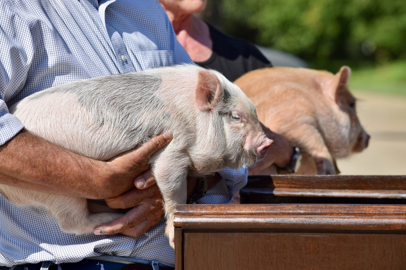 22 years later, Mark Sanford brings pigs back to the Statehouse, this time over DC spending