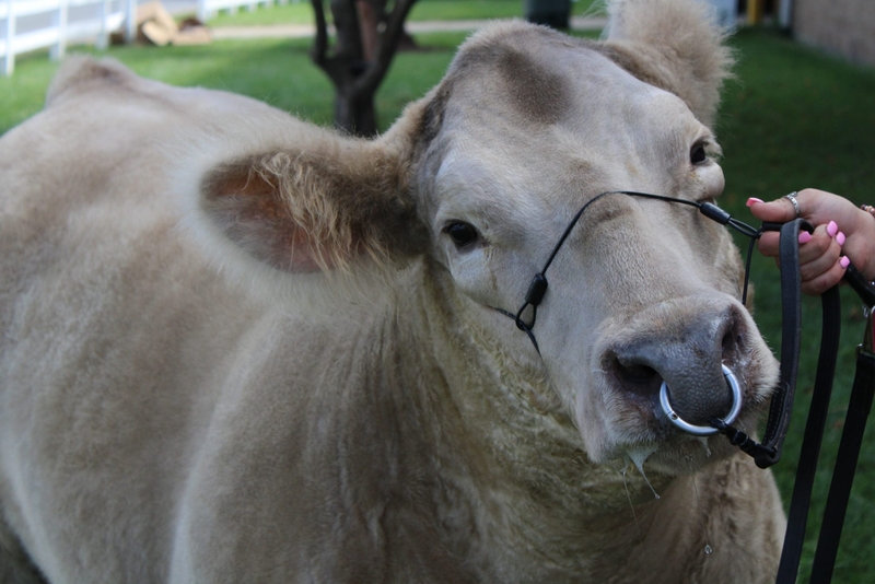 Goose the grand champion steer makes hay out of his time at the Delaware State Fair