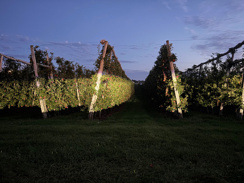 Apple Pickers Are Still Waiting for Promised Union Protections