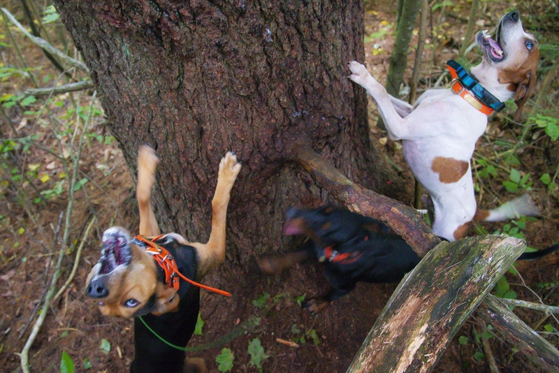 Dogs barking at a tree trunk.