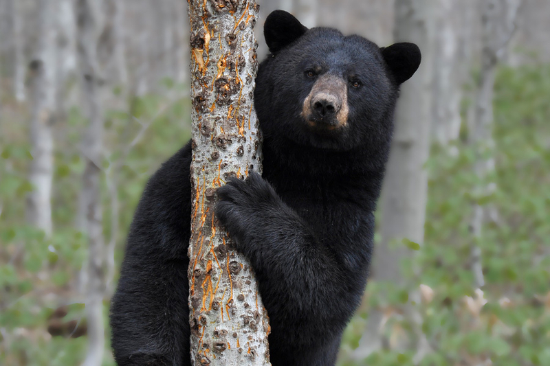 A black bear behind a tree stump.