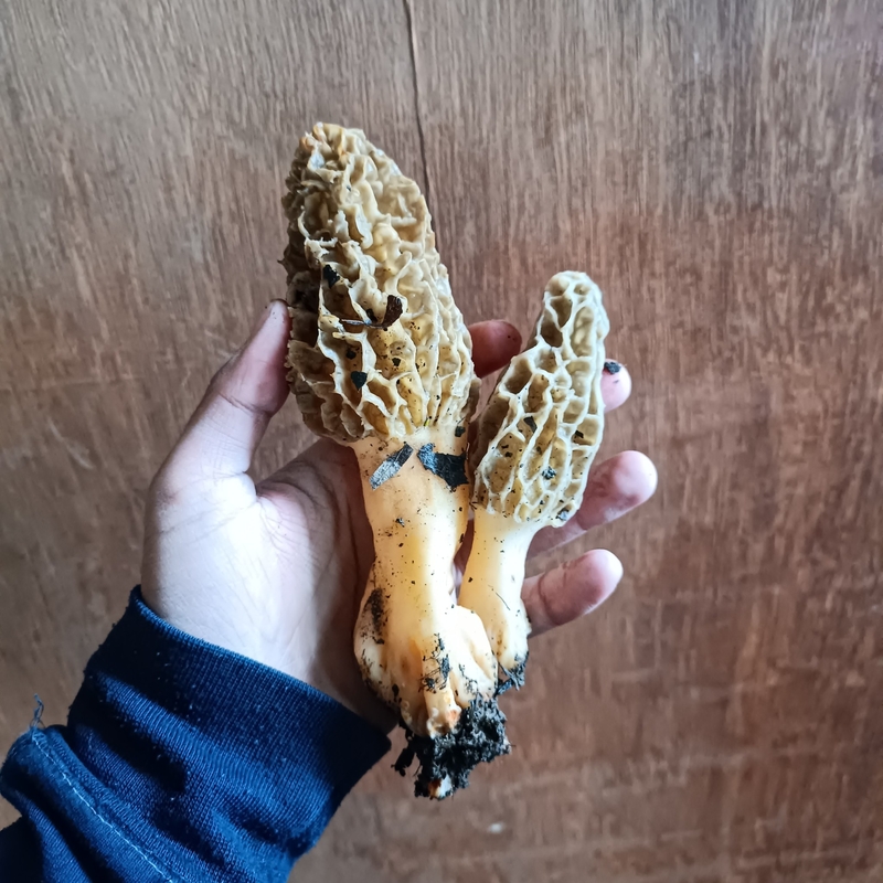 A hand holding two freshly picked morel mushrooms with soil still attached, against a wooden background.
