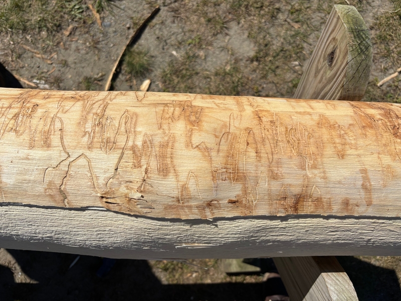 A debarked log showing zigzagging insect gallery patterns on the wood surface.