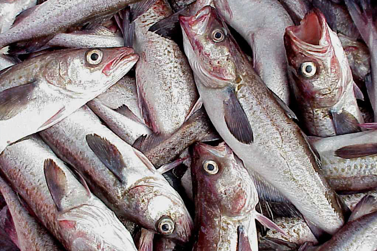 Alaska pollock, shown here from a harvest, make up the nation's top-volume single-species commercial seafood catch. Alaska pollock, harvested mostly in the Bering Sea but also in the Gulf of Alaska, are processed into fish sticks, fish burgers, imitation crab meat and other common fish products. (Photo provided by NOAA)