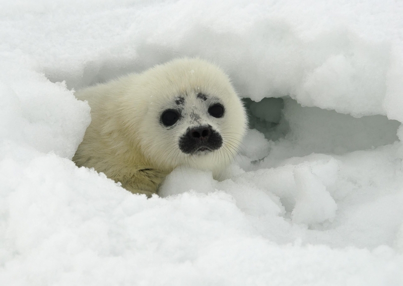 A ringed seal pup peeks out from its protective snow cave near on sea ice near Kotzebue on May 1, 2011. Ringed seals depend on sea ice and on snow atop that ice. The pups are protected from the cold and from predators in lairs dug into the snow. (Photo by Michael Cameron/ NOAA Alaska Fisheries Science Center)
