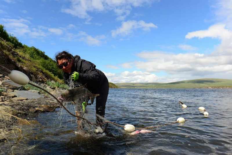 Kimberly Ayek picks a salmon from her family’s net in the shallows of the Tuksuk Channel. (Photo by Berett Wilber for Northern Journal)