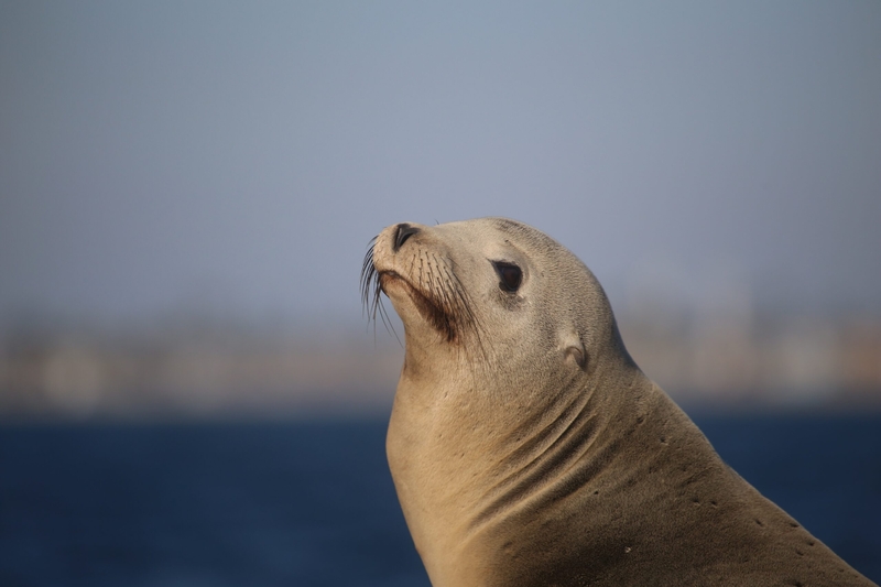 A Steller sea lion is seen in 2013 in Alaska. (Photo provided by NOAA Fisheries)
