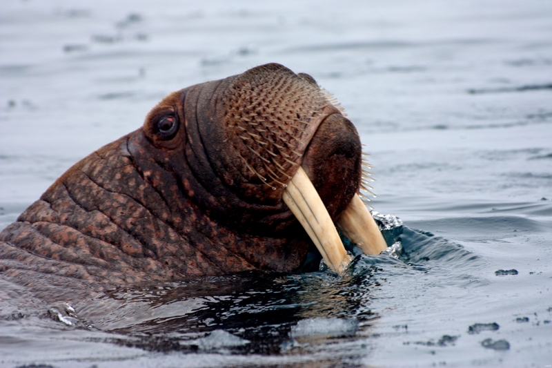 A walrus is seen in Alaska's Chukchi Sea in June of 2010. (Photo by Sarah Sonsthagen/U.S. Geological Survey)