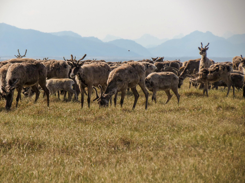 Caribou graze on July 9, 2019, on tundra plants growing on the coastal plain of the Arctic National Wildlife Refuge. (Photo by Andrea Medeiros/U.S. Fish and Wildlife Service)