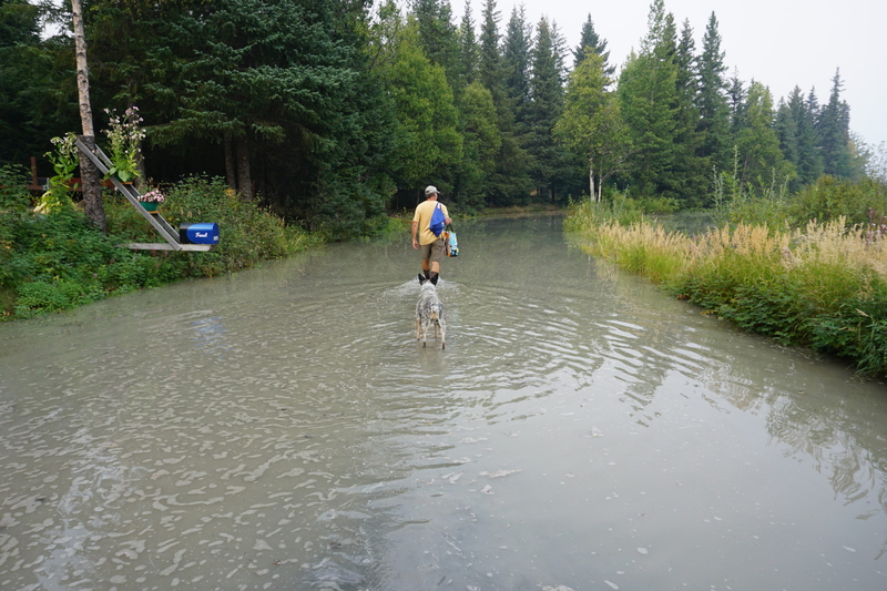 A resident carrying groceries and wearing rubber rain boots wades through floodwaters covering the road to the Primrose Campground north of Seward on Aug. 24, 2019. A glacial outburst flood on the Snow Glacier innundated Kenai Lake and the Primrose campground in the Chugach National Forest. The annual Lost Lake Race, which starts at the Primrose campground, was to have been held that day but was canceled because of wildfire smoke and glacial flooding. (Photo by Yereth Rosen/Alaska Beacon)