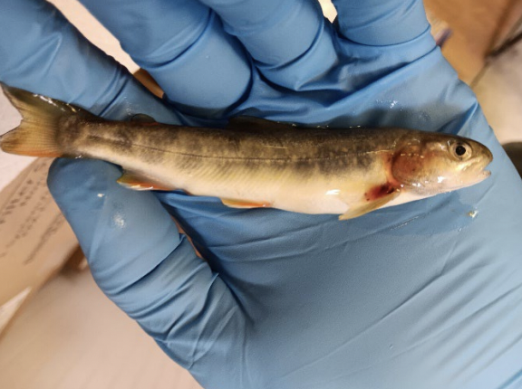 One of the dead fish, a Dolly Varden, discovered by state biologists near a Juneau area gold mine in August. The biologists noted hemorrhaging near the head. (Alaska Department of Fish and Game photo)
