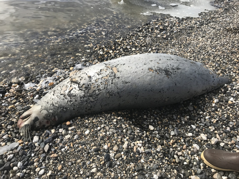 A dead seal found on a beach near Kotzebue is seen on May 24, 2019. (Photo by Raime Fronstin/National Park Service)