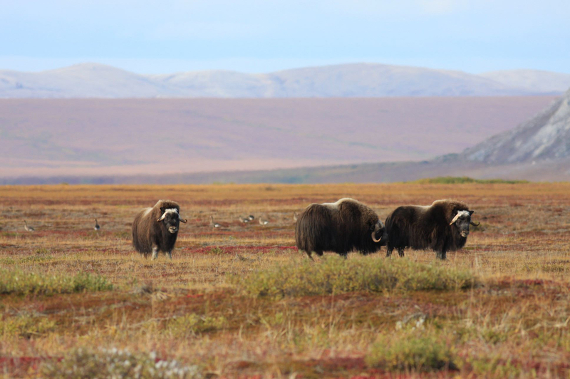 Muskox and geese roam vegetated beach ridges in front of the Igichuk Hills in Alaska's Cape Krusenstern National Monument on Aug. 31, 2008. (Photo provided by the National Park Service)