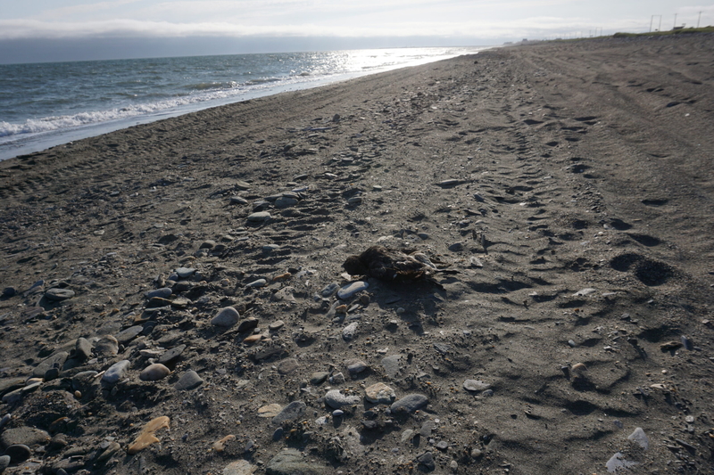A dead seabird is seen on Nome's beach on July 16, 2019. A multiyear bird die-off happened in the Bering Sea amid extreme conditions that included ultra-low sea ice and high water temperatures. (Photo by Yereth Rosen/Alaska Beacon)