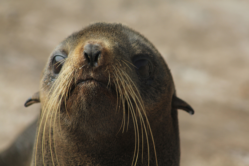 A female northern fur seal is seen in this undated photo. (Photo provided by the National Oceanic and Atmospheric Administration)