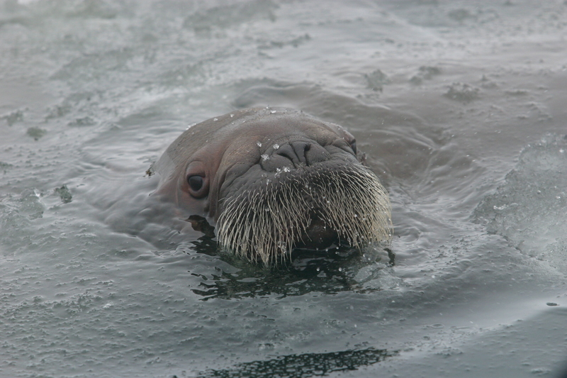 A curious Pacific walrus calf peers out of the water on April 19, 2004. (Photo by Joel Garlich-Miller/U.S. Fish and Wildlife Service)