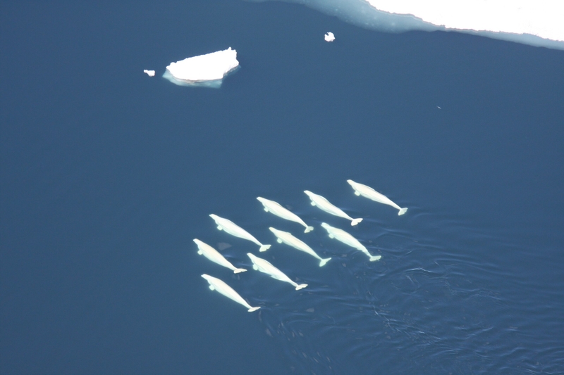 Belugas swim together in the Chukchi Sea on July 1, 2008. The image was captured under a scientific research permit. (Photo by Laura Morse/National Oceanic and Atmospheric Adminsitration/NOAA Fisheries)