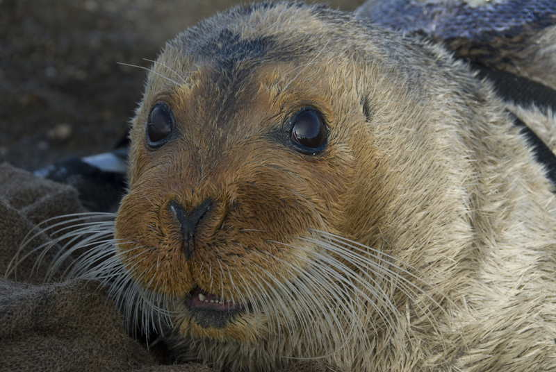 A bearded seal is seen near Kotzebue on Oct. 7, 2007. (Photo by Dr. Michael Cameron/National Oceanic and Atmopsheric Administration/Alaska Fisheries Science Center)