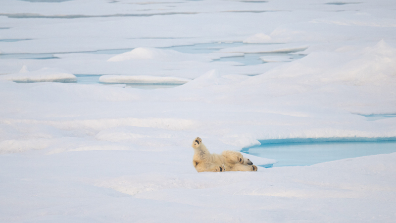 A polar bear is spotted on a multiyear ice floe in the Beaufort Sea on Aug. 13, 2023, where the U.S. Coast Guard Cutter Healy crew and researchers conducted an on-ice equipment installation. (Photo by Petty Officer 1st Class Scott Bice/U.S. Coast Guard)
