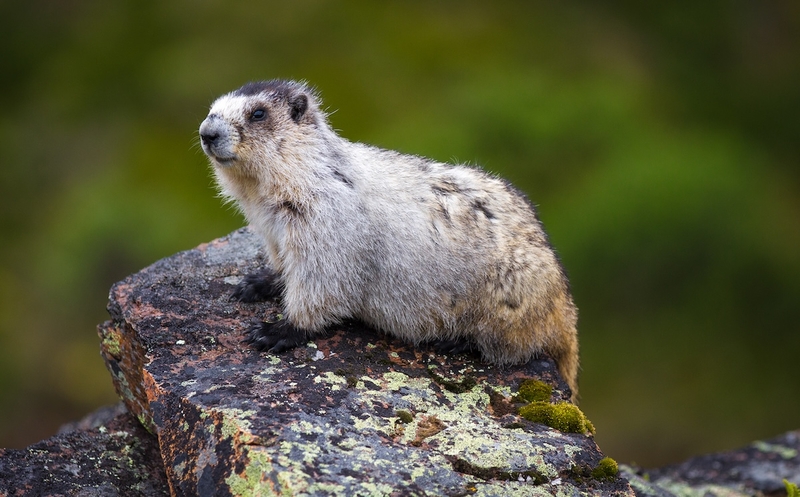 Groundhogs are lousy forecasters but valuable animal engineers – and an important food&nbsp;source